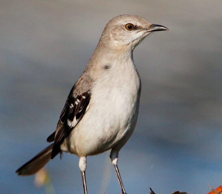 a bird standing on the ground