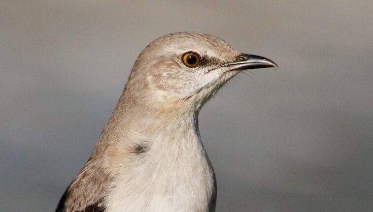 a bird standing on the ground